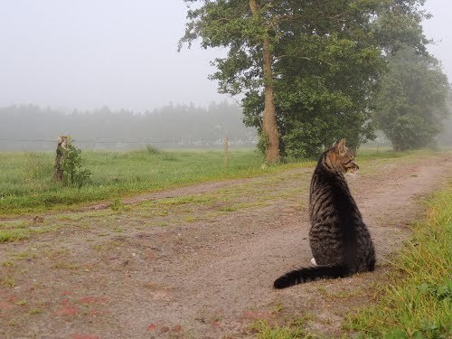 Kitty in the Mist - Boelenslaan, The Netherlands (via Bayke de Vries)