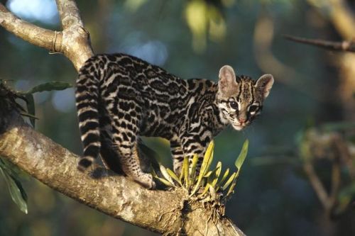 wildkingdom: The Margay is adapted for a arboreal (life in the trees) life style. It can easily leap