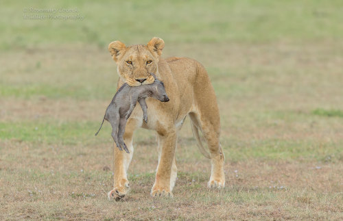 animalids: Southern african lion (Panthera leo melanochaita) Photo by Rosemary Locock