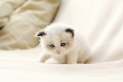 Cute Cats Aww