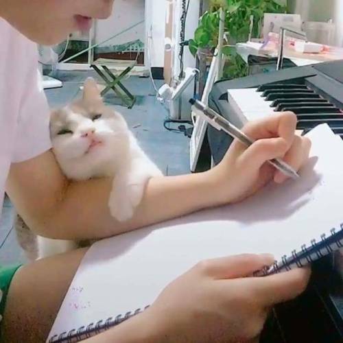 themagicalladycat:Um excuse me Human, I love you!