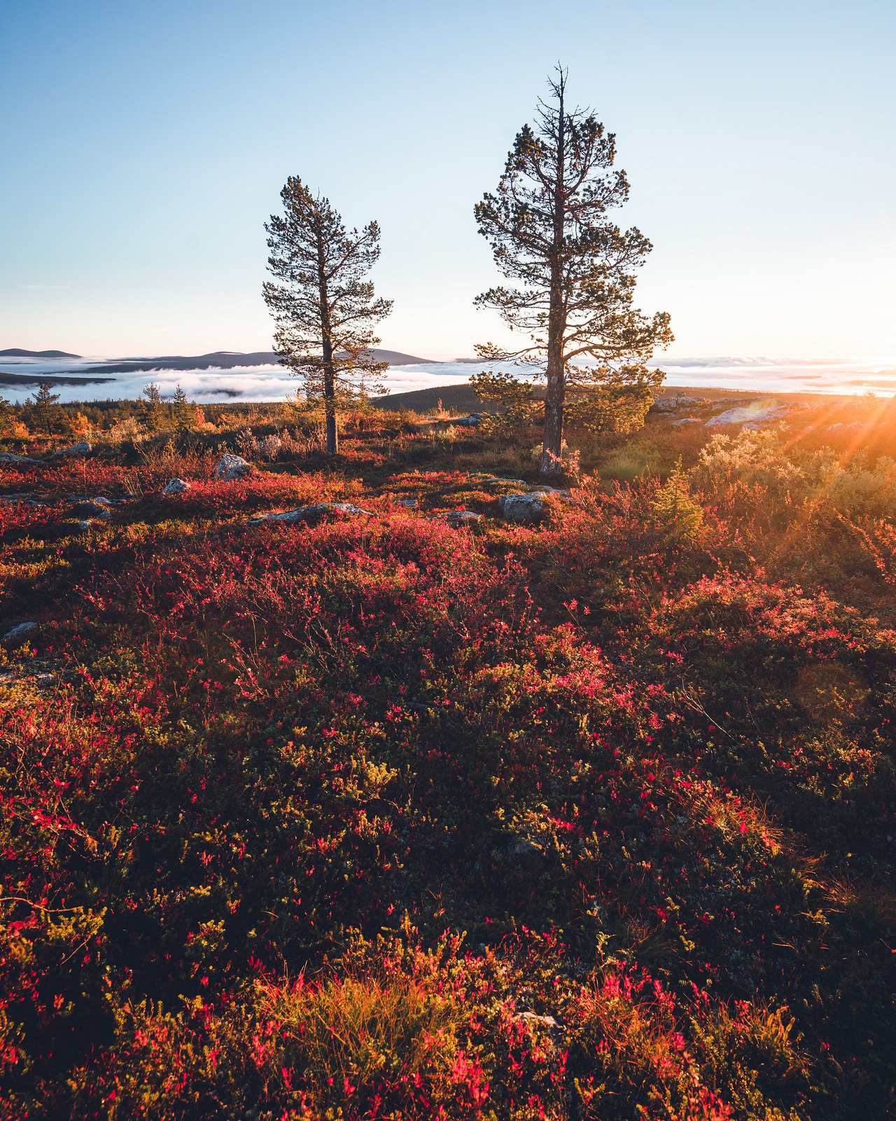 expressions-of-nature:  by Niilo Isotalo (instagram)