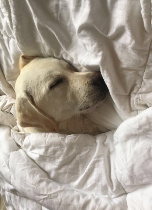 a very sleepy potato all tucked in for bed