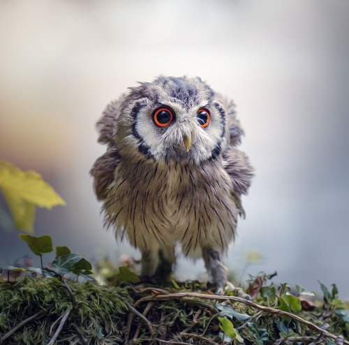 beautiful-wildlife: Gandalf the Grey by Tanja Brandt