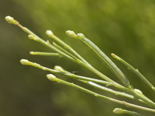 textless:Nonstop caterpillar party.  Cochise County, Arizona, summer to fall 2018.