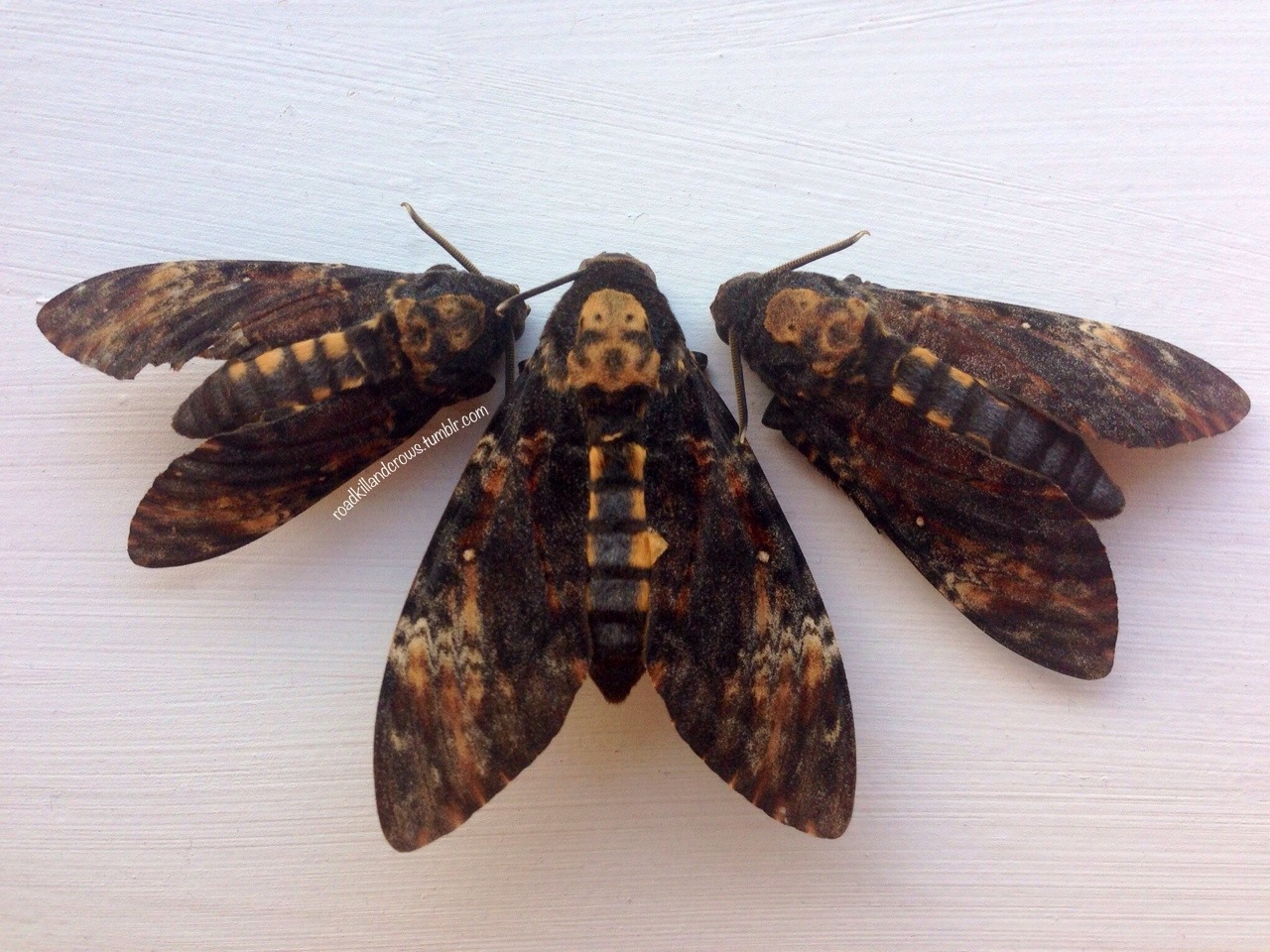 roadkillandcrows — Deaths head hawk moths.