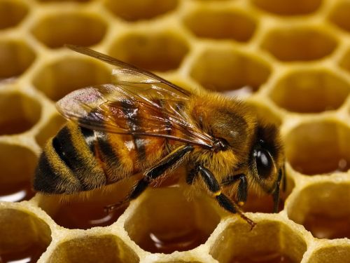 prospect-euphoria:  progressivefriends:  intrepidcrow:  josiephone:  Apparently some vegans are telling people not to eat honey to support bees.STOP. STOP NOW.DO YOU EVEN KNOW HOW BEES WORK?Buy honey (local if possible) -> support beekeepers ->