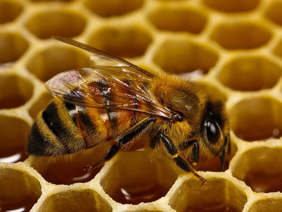 A common European honeybee depositing honey. Photograph by John Kimbler.