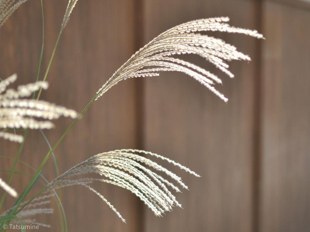 ススキ
2020.11.23
Nikon D5600+Nikon AF-S DX NIKKOR 35mm f/1.8G
#myspc #お写んぽ
#すすき #ススキ #Miscanthus
#写真好きな人と繋がりたい #ファインダー越しの私の世界 #写真撮ってる人と繋がりたい #キリトリセカイ#何気ない瞬間を残したい #カメラのある生活 #tokyocameraclub #photo_jpn #daily_photo_japan #jp_gallery #photographclub...