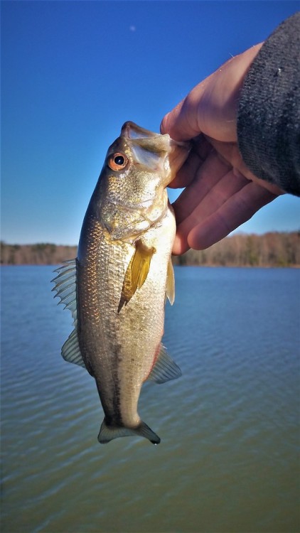 Biscuit and I made a trip to a lake with a small population of Yellow Perch (spoiler: we still haven