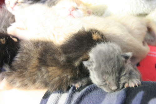 wolfquartz:  cassietotallyjust:  WE NEED YOUR HELP!!! As some of you may already know, my roommate (wolfquartz) and I found a litter of 6 little feral kittens(they were about 3 days old) that were abandoned in the shed behind our house. As soon as we