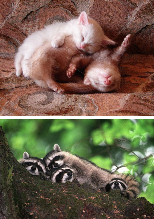 tastefullyoffensive:  Animals Using Other Animals as Pillows [boredpanda]Previously: