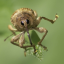 weevilenjoyer