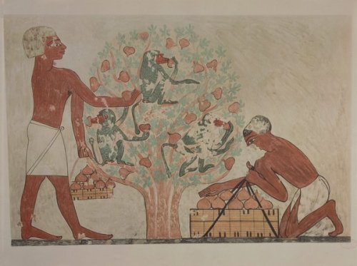 Harvesting figs, replica of fresco from the Tomb of Khnumhotep I at Beni Hasan. Middle Kingdom, 12th