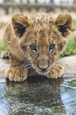 livingpursuit:  Cub at the Water | Photographer