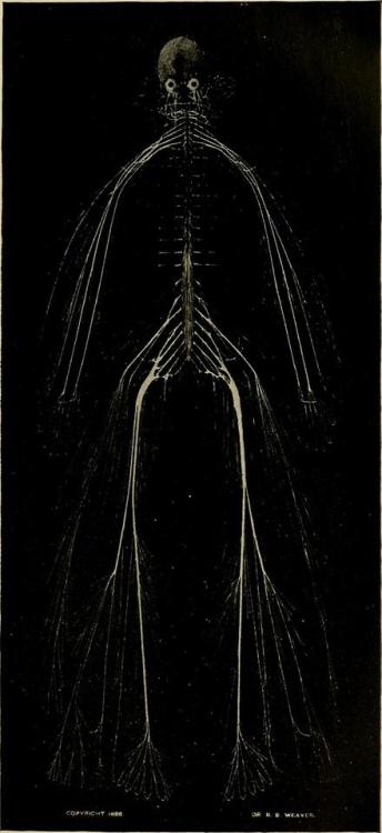 deathandmysticism:Dissection of Nervous System, History of the Homoeopathic Medical College of Penns