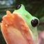 mostlikelyisnotafrog
