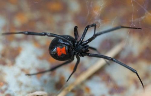 bogleech: Another summer PSA: Widows and recluses, shown here, are THE ONLY spiders in all North Ame