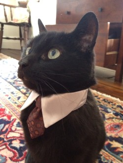 catsbeaversandducks:Successful Business Cats