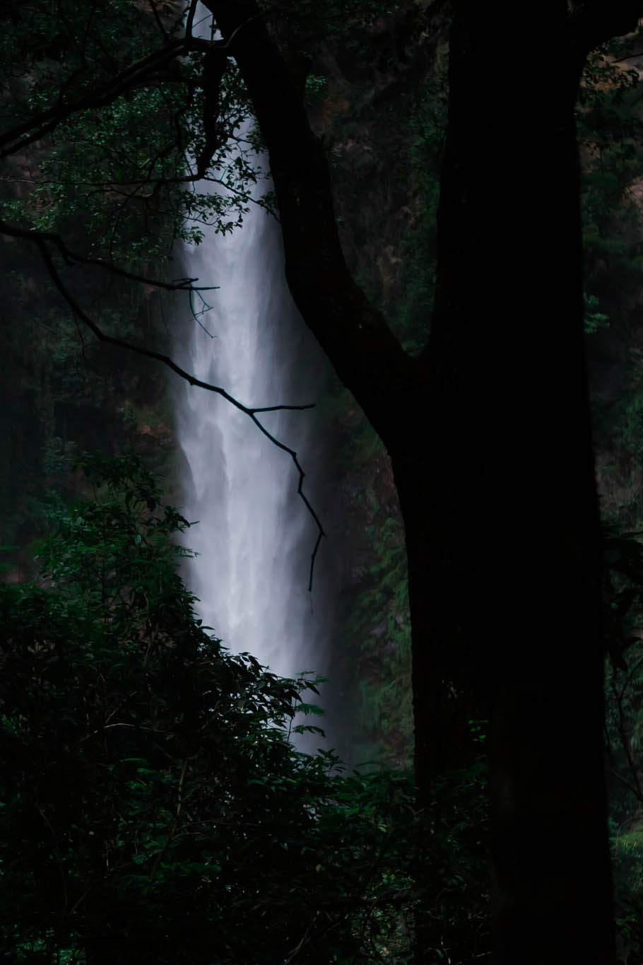 natvrist:  ponderation:  Night in Jungle by Breno Machado  nothing but nature 