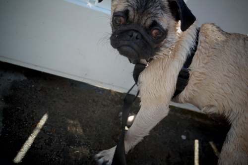 Wet pug is sad pug. 