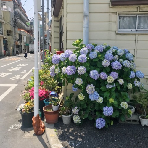 tokyogems: took a walk around the neighborhood.朝からお散歩。