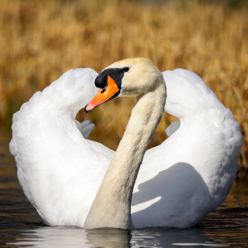 It’s that son of a b*tch.Höckerschwan (mute swan) am Pumpsee im Rosensteinpark, Bad Canns