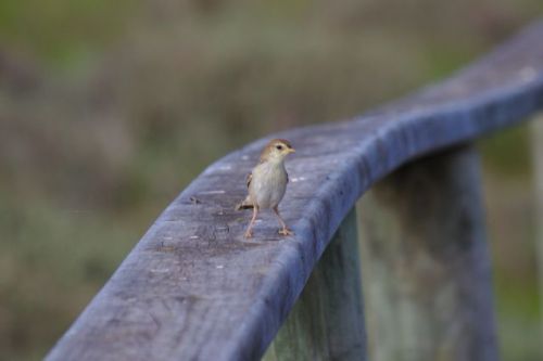 Went out to a nearby bird hide with @beccaaaahhhhhhhhhhhhh yesterday it was pretty good