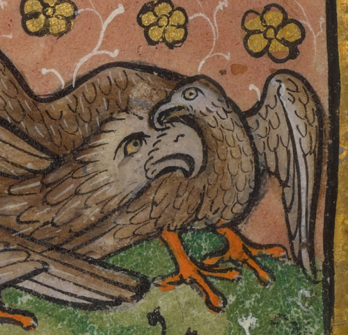 thegetty:The original angry birds.Five Birds (Hoopoe) Plucking the Feathers of Another bird, about 1