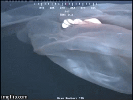 unexplained-events:Strange Marine CreatureThis strange creature was filmed underwater by drillers in