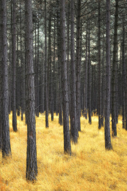 mystic-revelations:  Untitled By Lars van de Goor 