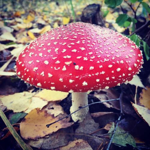 Found the perfect mushroom #flyagaric #autumn #somewhereinbrandenburg