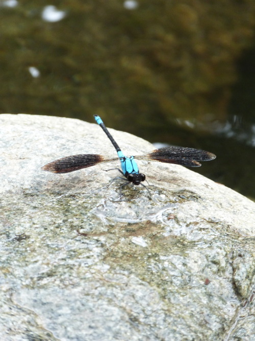 Dragonfly at Crystal Creek, Townsville. Queensland.  Photographer: Melanie Wood