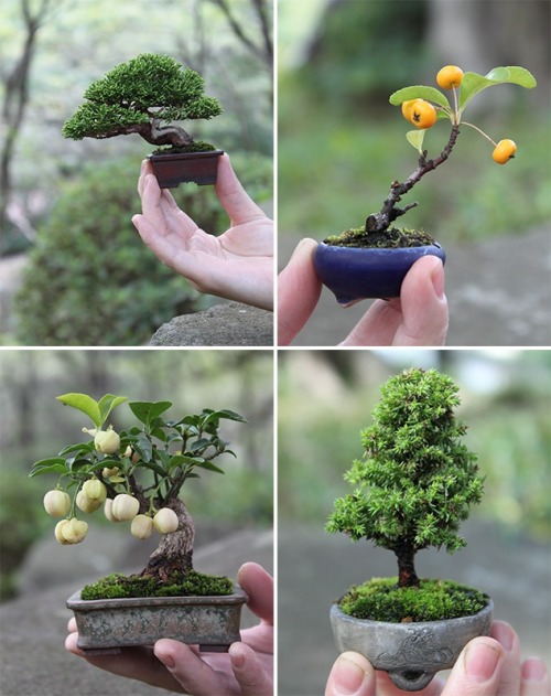 Sex flowersgardenlove:  mini bonsai Beautiful pictures