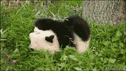 4gifs:  They see me rollin. [video] 