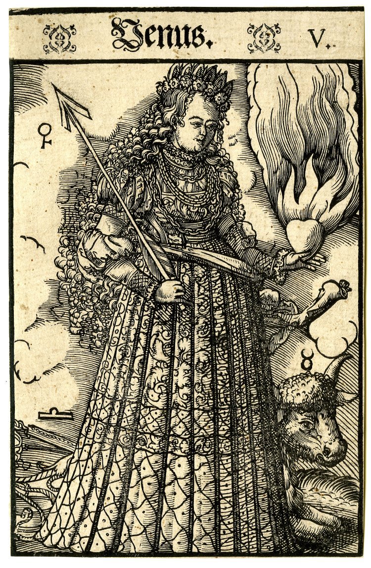 alfiusdebux:  Venus 