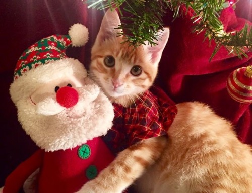 coolcatgroup:Here’s some of my personal favorite Christmas cat pictures!! Hope everyone has a good day!!