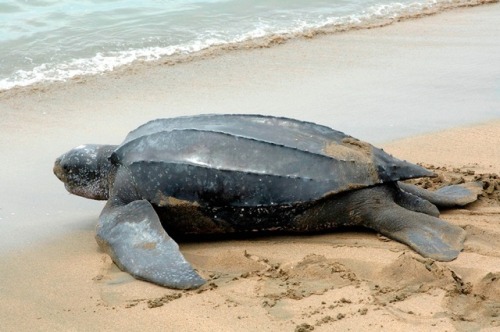 Unlike other sea turtles, the leatherback sea turtle does not have a bony carapace.  In place o