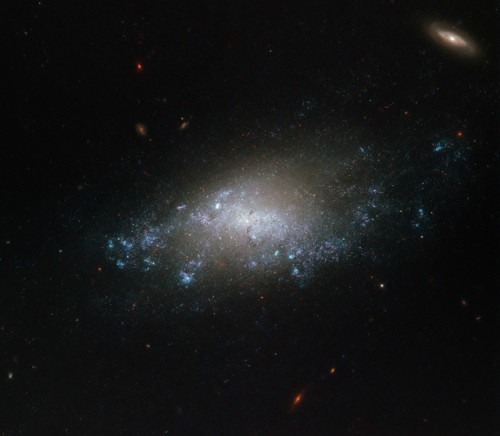just–space: Hubble Spies Spiral Galaxy : Spiral galaxy NGC 3274 is a relatively faint galaxy l