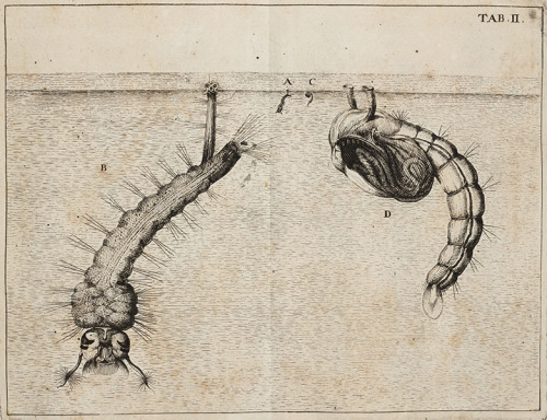 Jan Swammerdam – Scientist of the DayJan Swammerdam, a Dutch microscopist and insect anatomist