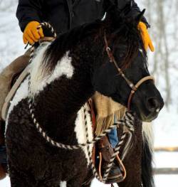 all-the-horses: BCF Icon Dcc Ima Cool Dude x BCF Curly Sue Sparkles Curly Horse, Stallion 16hh Born 2009 