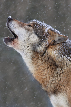 beautiful-wildlife:  Winter Howl by ScarredWolfphoto