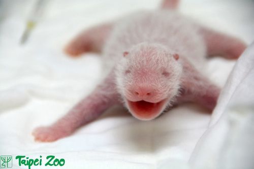 sixpenceee:  The following is what newborn baby pandas look like. 