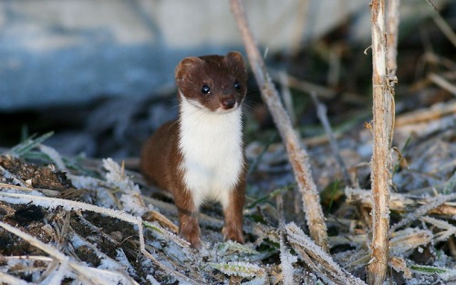 wapiti3:Stoat (Mustela erminea), also known as the short-tailed weasel,Photographer: Jan Larsson