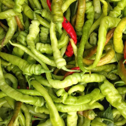 A lovely tangle of Lombardo peppers at yesterday’s market #mountainsweetberryfarm #peppers #fa