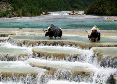 mingsonjia: Yaks at Baishui river, Lijiang, China