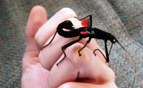byronofrochdale: chestnutred: My first fully grown black beauty stick insect! unreal