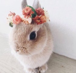 Beautiful bunny to make you smile