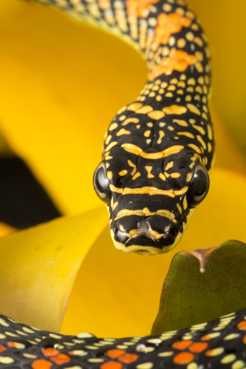 snake-lovers:senerii:From paradise by *AngiWallaceChrysopelea paradisi