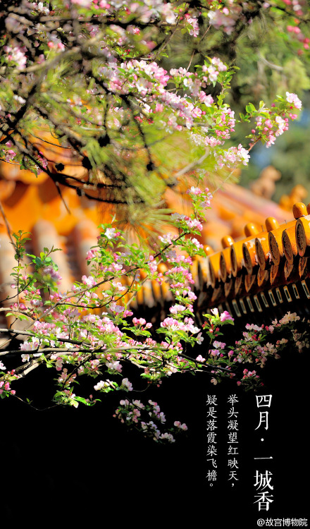 April, spring, chinese small apple blossoms, the Forbidden City. By 故宫博物院.